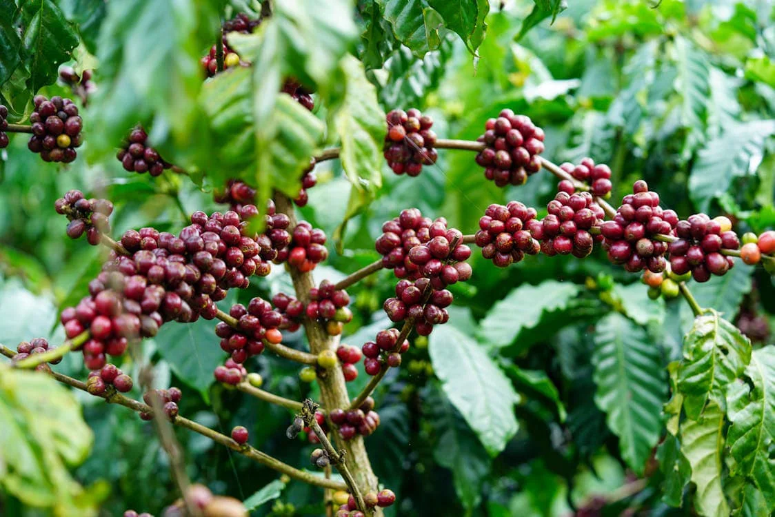 Coffee cherries ripening on a leafy branch