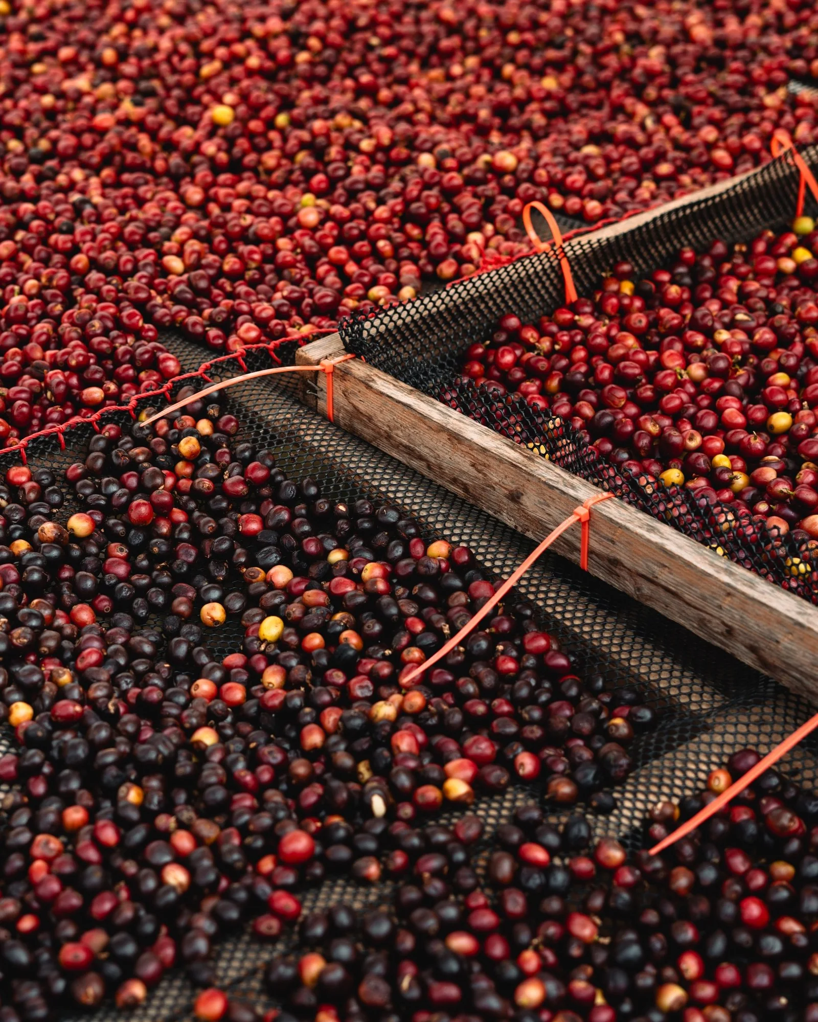 Red coffee cherries spread on drying beds