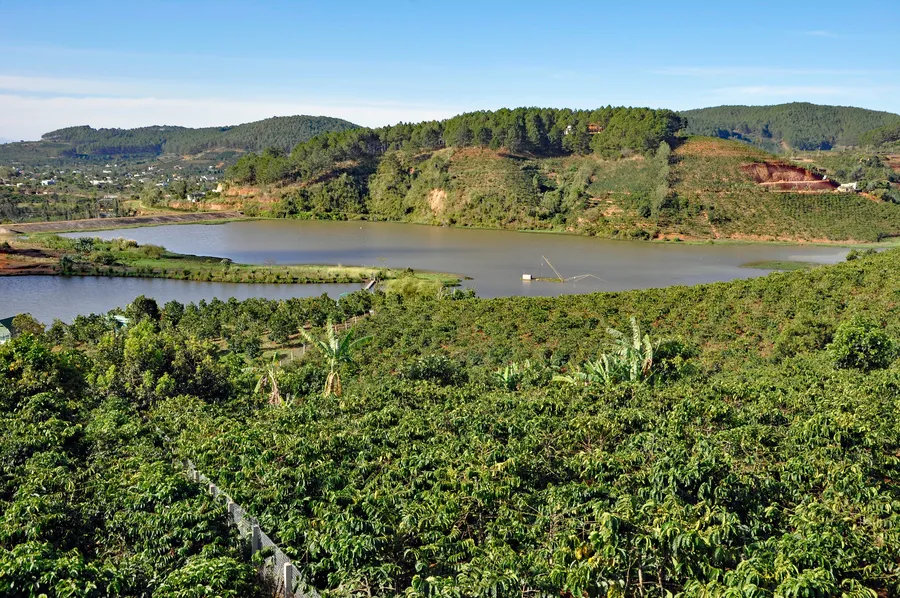 Coffee plantation beside a lake near Da Lat, Vietnam