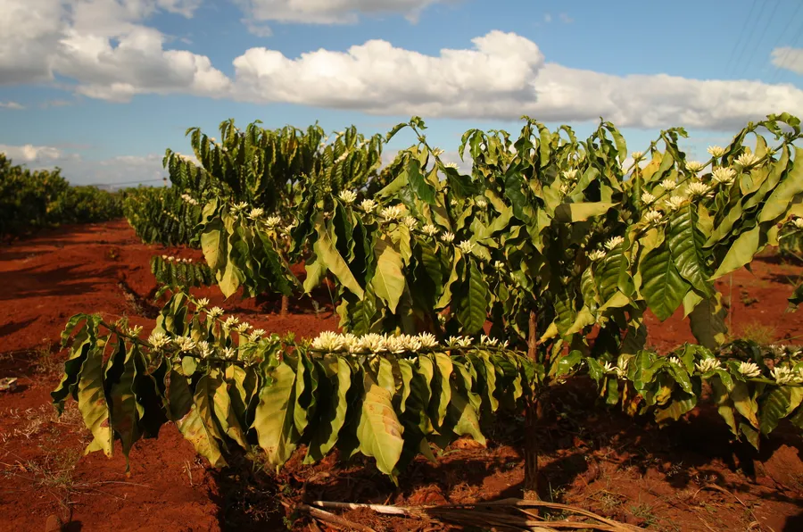 Flowering coffee plants in the red soil of Gia Lai, Vietnam