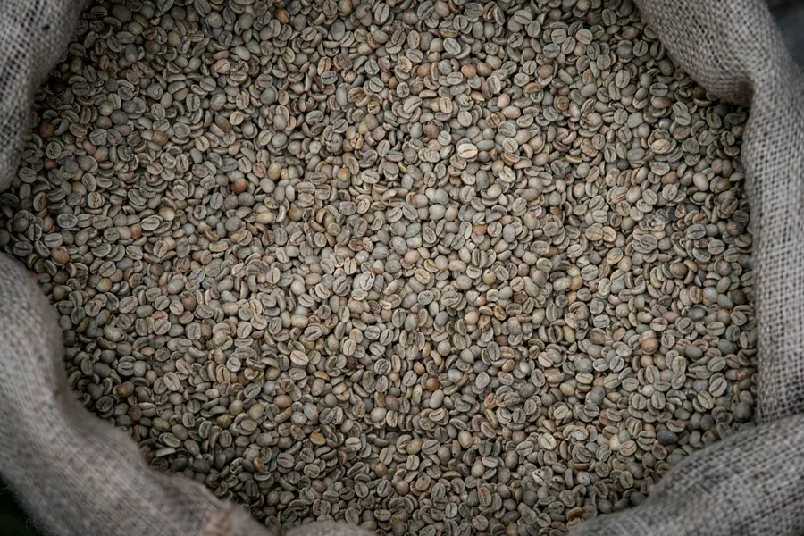 Unroasted green coffee beans filling an open burlap sack