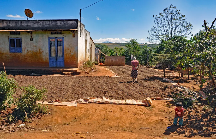 Coffee beans drying in the sun at a farm near Da Lat