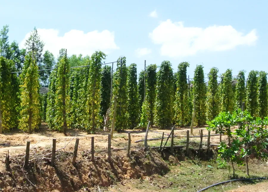 Rows of pepper vines growing on tall supports at a Phu Quoc farm