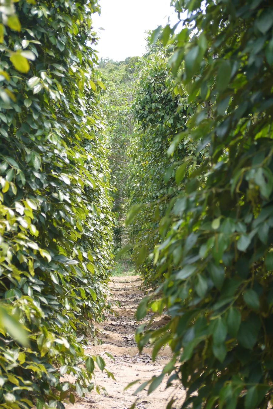 A narrow path between leafy pepper vines on Phu Quoc