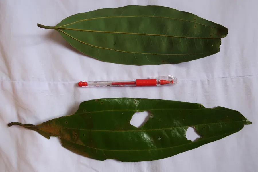 Two cinnamon leaves from Bac Tra My with a pen beside them for scale
