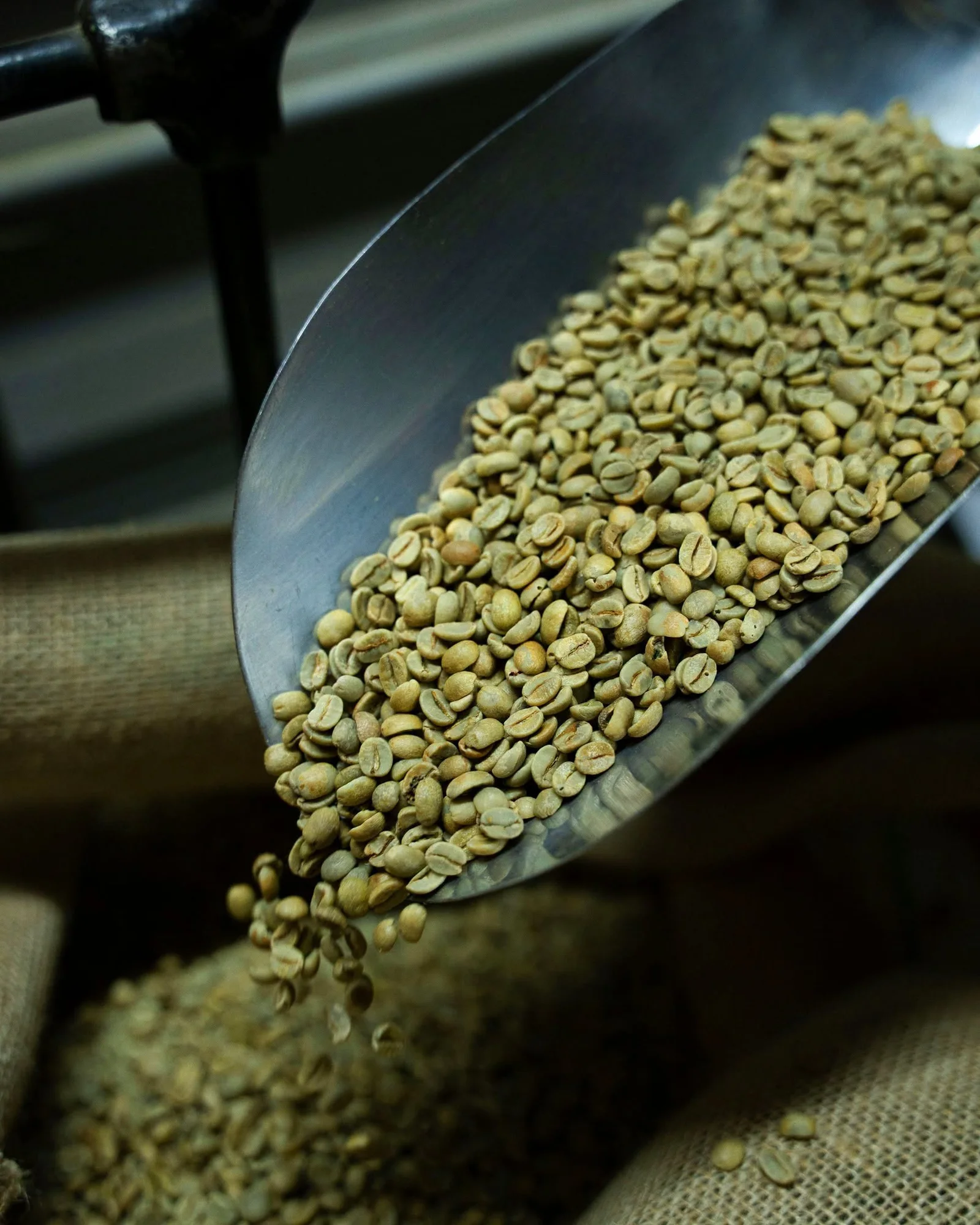 Unroasted coffee in a scoop, representative product photography