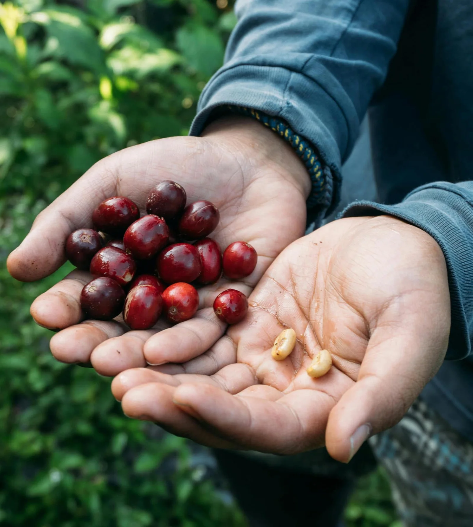 Cherries and green beans in a grower's hands