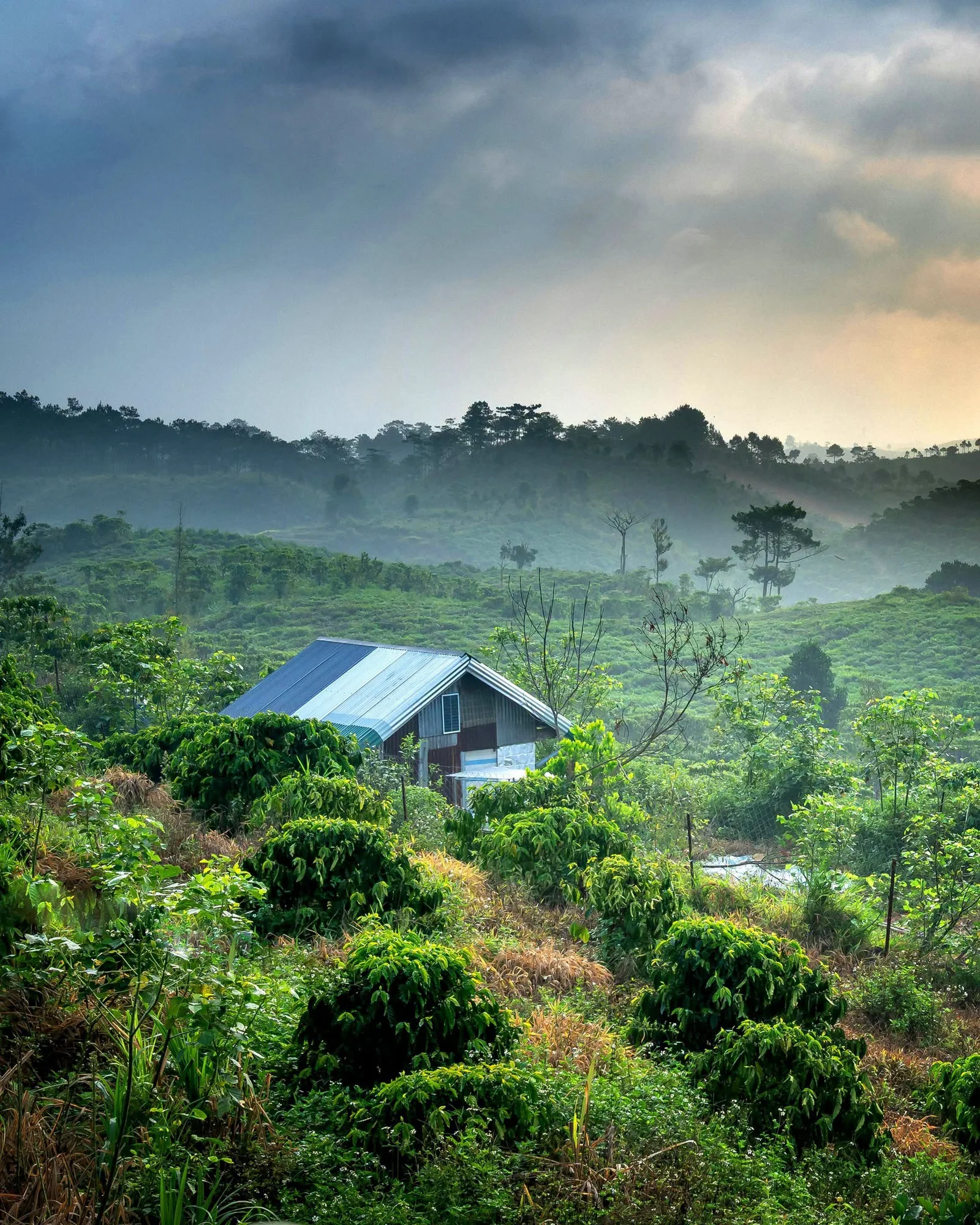 Coffee-growing landscape in the soft morning light