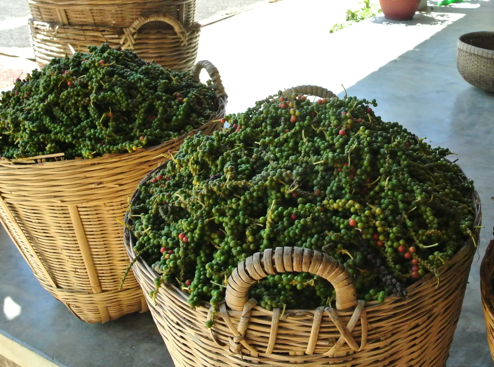 Fresh pepper harvested on Phu Quoc, Vietnam, before drying
